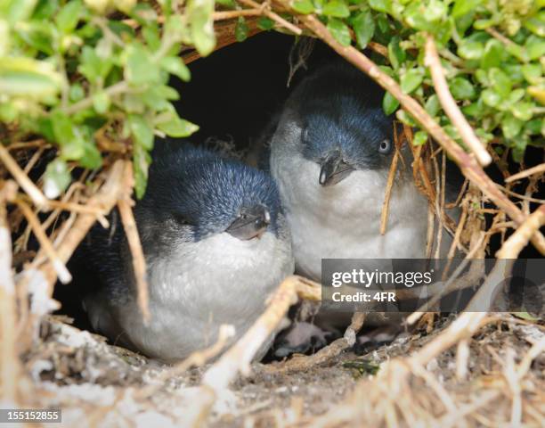 little penguins/fairy penguins (eudyptula minor) breeding in wildlife, australia (xxxl) - penguins stock pictures, royalty-free photos & images