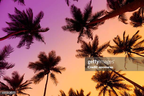 coco tropical, los árboles al atardecer - puesta de sol fotografías e imágenes de stock