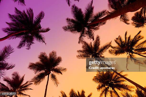 arbres à la noix de coco tropicale au coucher du soleil - caraïbéen photos et images de collection