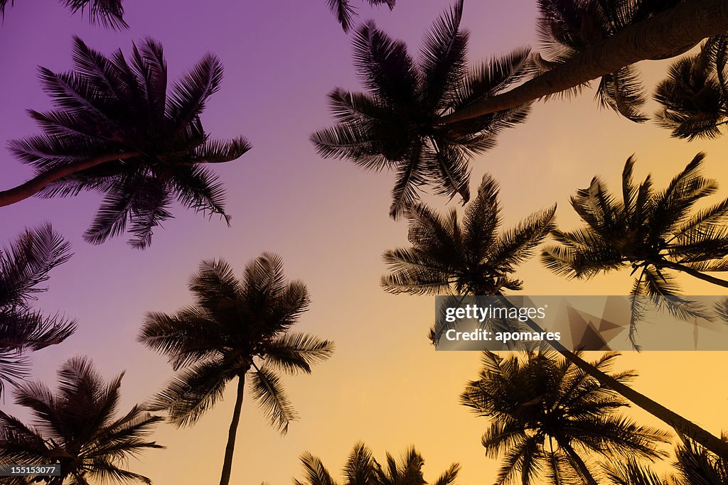 Tropical coconut trees at sunset