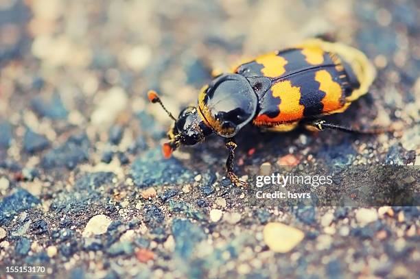burying beetles or sexton (nicrophorus) - nicrophorus stock pictures, royalty-free photos & images