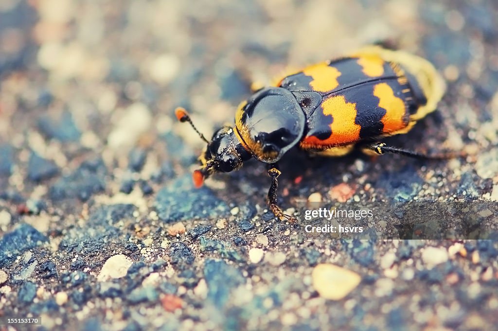 Enterrar Escaravelhos ou sexton (Nicrophorus
