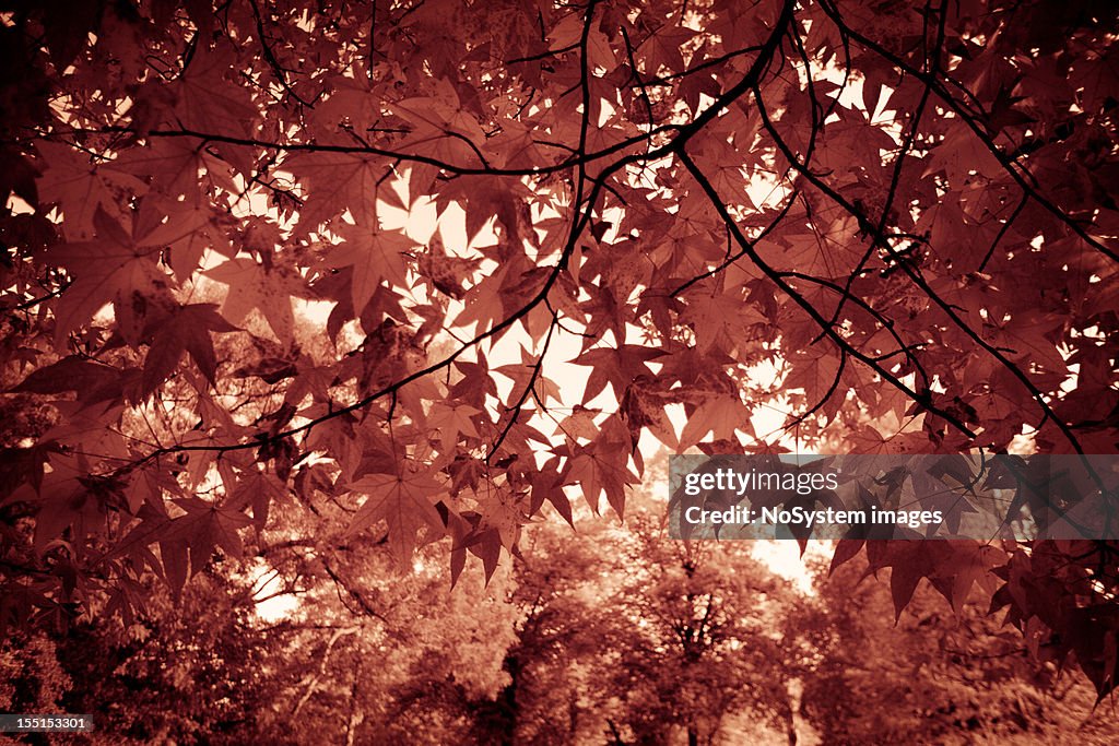 Foglie di acero autunno