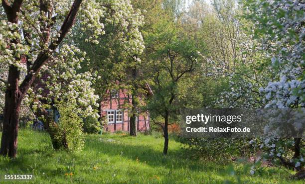 fachwerk farm house und blühenden apfel bäume im frühling - apfelbaum blüte stock-fotos und bilder