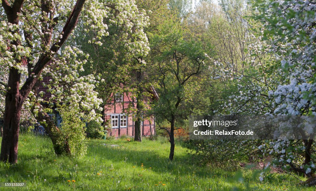 Colombages farm house et des arbres en fleur au printemps apple