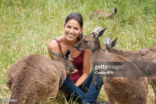 fütterung von kängurus in der wilden (xxxl - insel kangaroo island stock-fotos und bilder