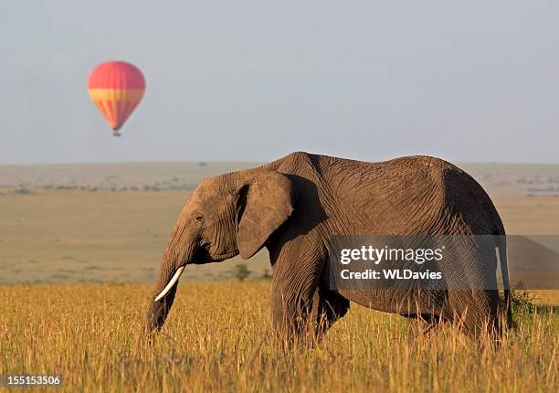 africa safari - african elephant stock pictures, royalty-free photos & images