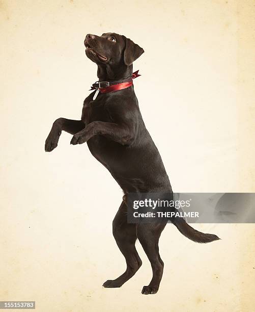 Labrador Standing Photos and Premium High Res Pictures - Getty Images