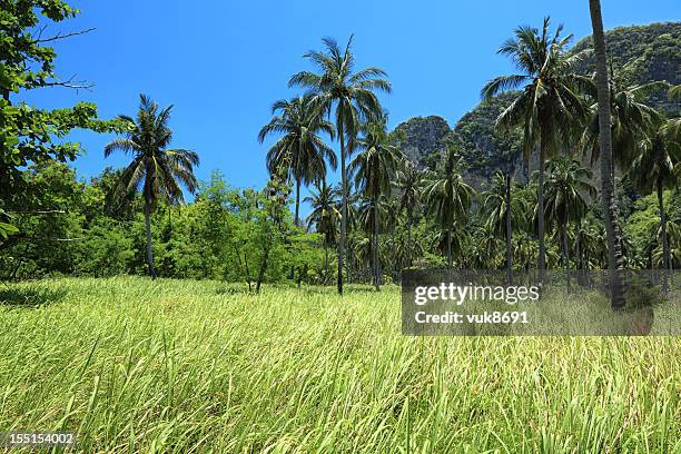 Coconut Trees Forest On A Tropical Island Photos and Premium High Res ...