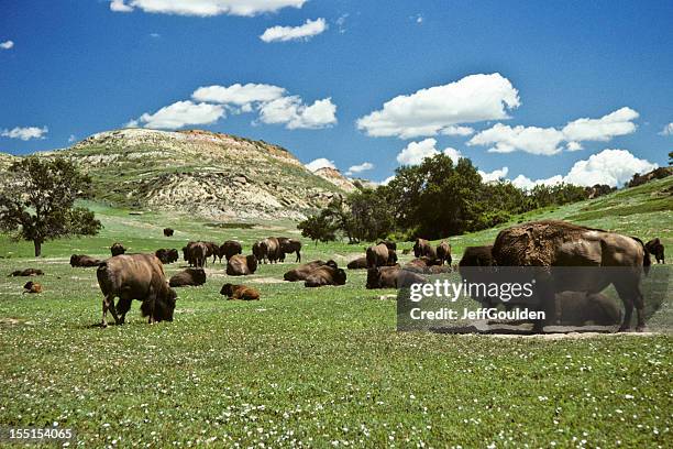 bison herd feeding in a meadow - theodore roosevelt national park stockfoto's en -beelden