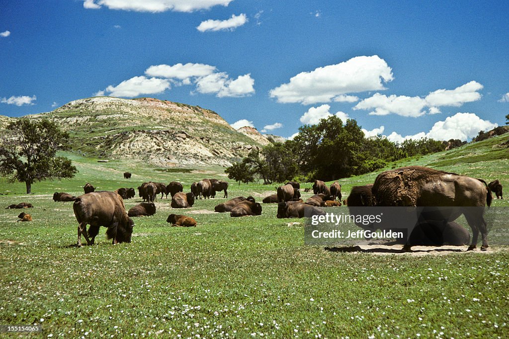Bison Herd Feeding in a Meadow