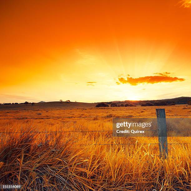 orange glowing field - queensland farm stock pictures, royalty-free photos & images