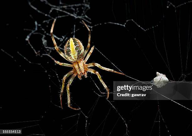 female garden spider with eggs sac - sac 個照片及圖片檔