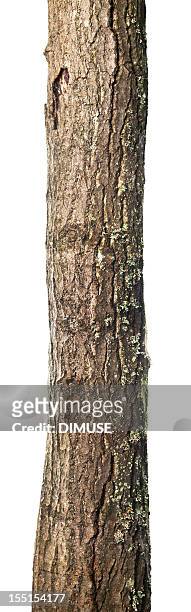tromba isolado - tree trunk imagens e fotografias de stock