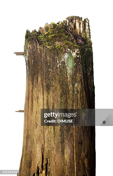 stump - tree stump bildbanksfoton och bilder