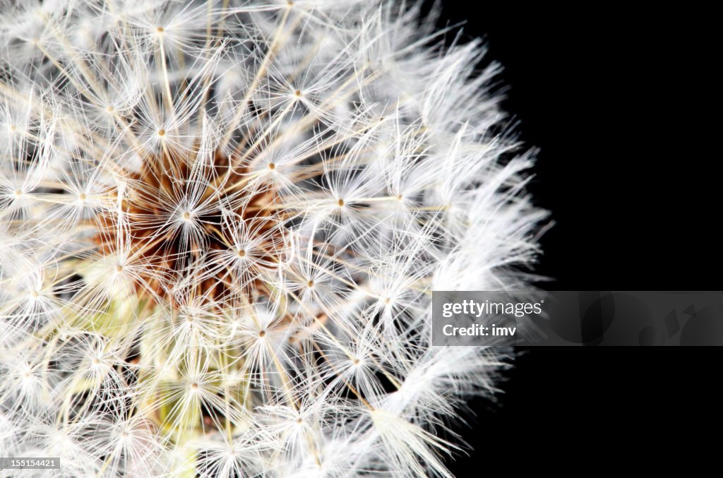 Dandelion center macro