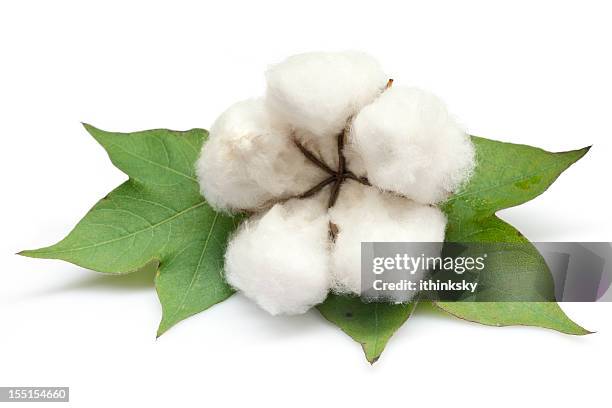 cotton - boll stock pictures, royalty-free photos & images