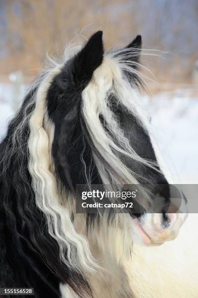 gypsy vanner horse head shot, long mane and forelock hair - black pony stock pictures, royalty-free photos & images