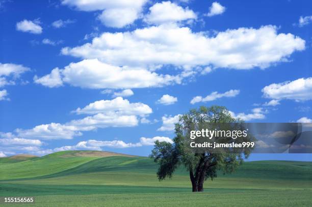 Single Tree High-Res Stock Photo