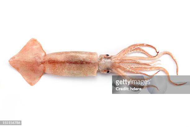 squid seafood isolated on white - squid stock pictures, royalty-free photos & images