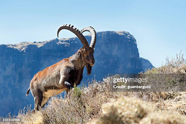 toma de un poco de vida silvestre walia ibex, montañas simien, etiopía - ibex fotografías e imágenes de stock