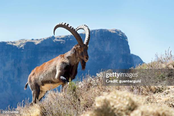 rare wildlife shot of a walia ibex, simien mountains, ethiopia - ibex 個照片及圖片檔