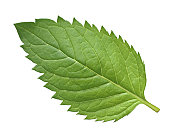 One mint leaf on a white background