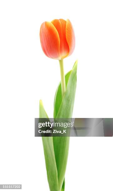 red tulip - tulpen stockfoto's en -beelden