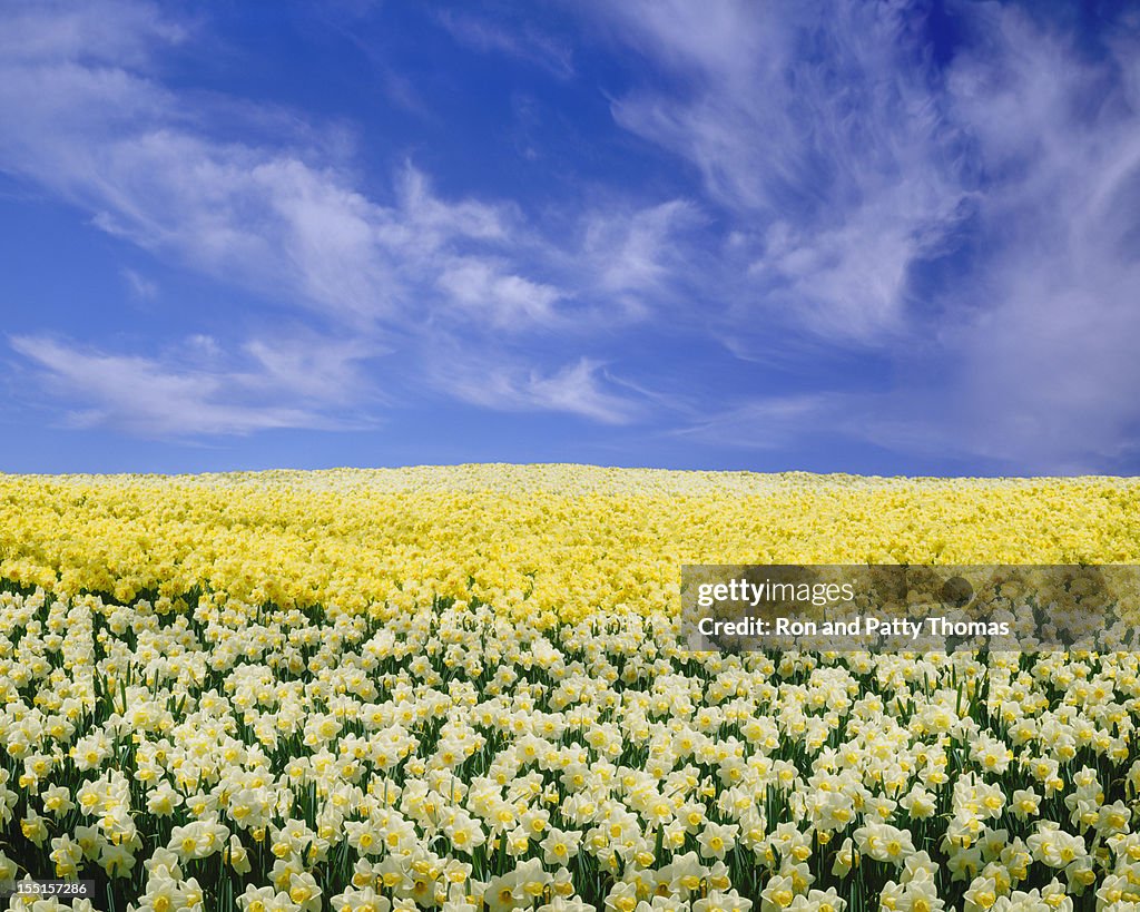 Daffodils under a Blue Sky