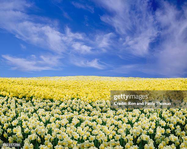 daffodils under a blue sky - daffodil field stock pictures, royalty-free photos & images