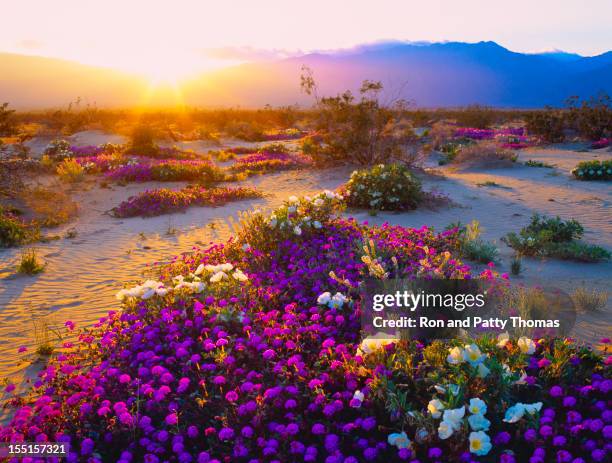 14 265点の砂漠 花のストックフォト Getty Images 14 265点の砂漠 花のストックフォト Getty Images