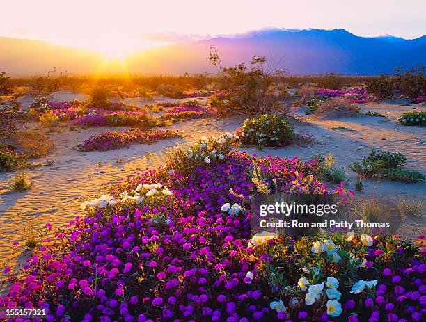 california desert - california desert stock pictures, royalty-free photos & images