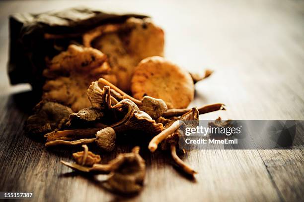 mushrooms - cantharellus tubaeformis stock pictures, royalty-free photos & images