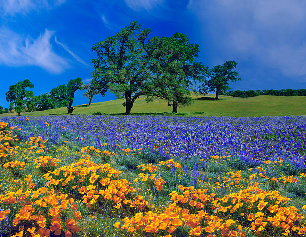 spring in california - spring landscape stock pictures, royalty-free photos & images