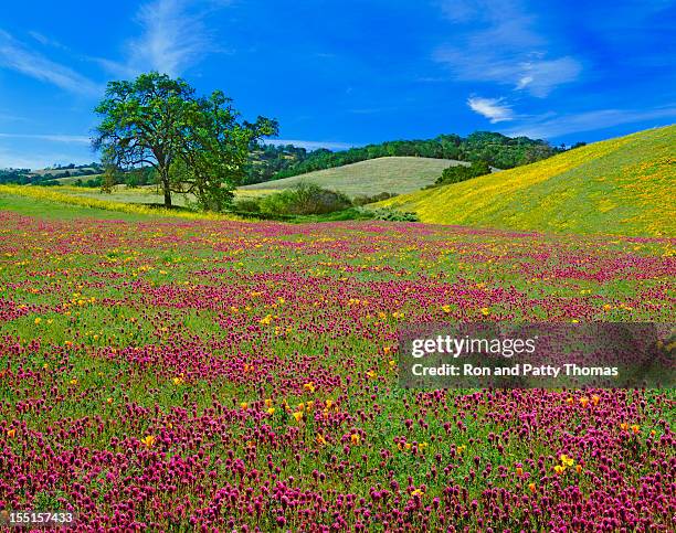 spring wildflowers in california - northern-california-wildflowers stock pictures, royalty-free photos & images