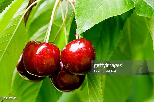 cherries close-up with stems and leaves - cherries tree stock pictures, royalty-free photos & images