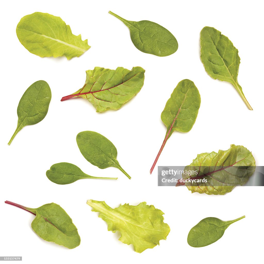 Assorted Salad Leaf Greens