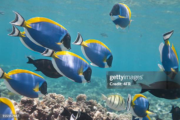 blue tang, farbpalette doktorfisch (paracanthurus hepatus) school - blauer doktorfisch stock-fotos und bilder