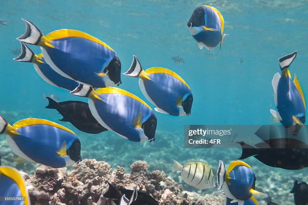 Blue Tang, Palette Surgeonfish (Paracanthurus hepatus) School