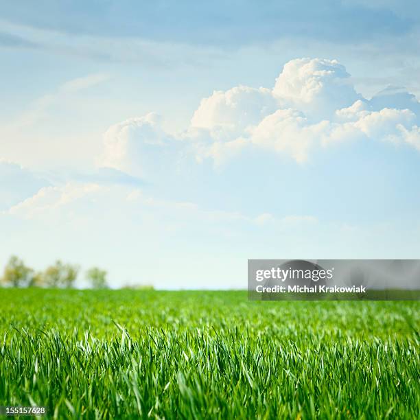 idílico grassland - nivel de superficie - fotografias e filmes do acervo