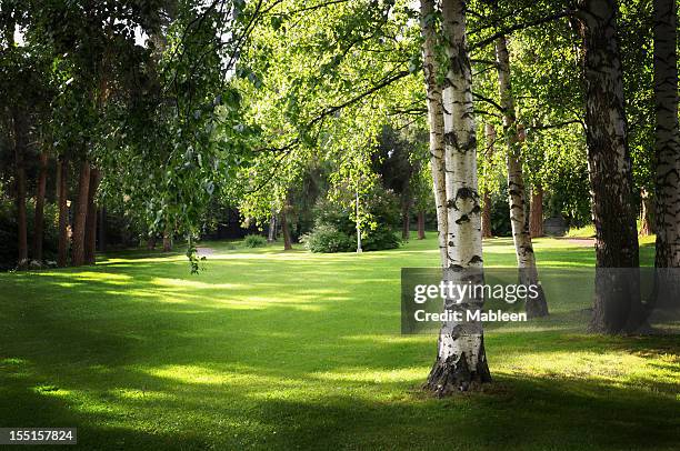 birch tree in park - birch tree forest stock pictures, royalty-free photos & images