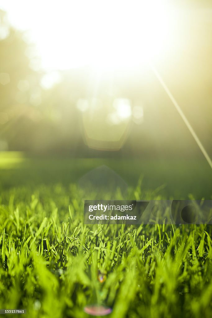 Grass Background at Sunset
