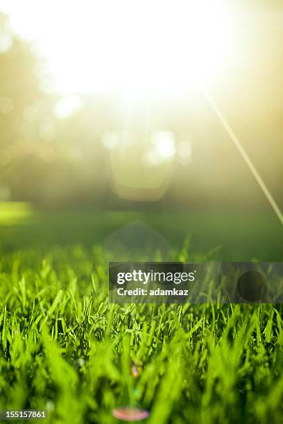 grass background at sunset - fresh green grass close up stock pictures, royalty-free photos & images