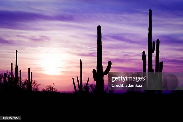 cato sagauro deserto do arizona ao pôr do sol de inverno - tucson imagens e fotografias de stock