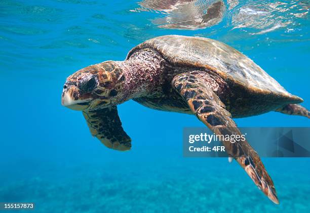 critically endangered hawksbill sea turtle (eretmochelys imbricata) in wildlife (xxxl) - hawksbill turtle stock pictures, royalty-free photos & images