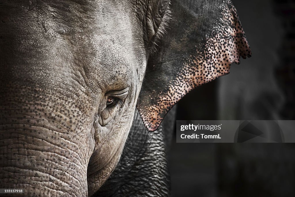 Elephant (Elephas maximus)