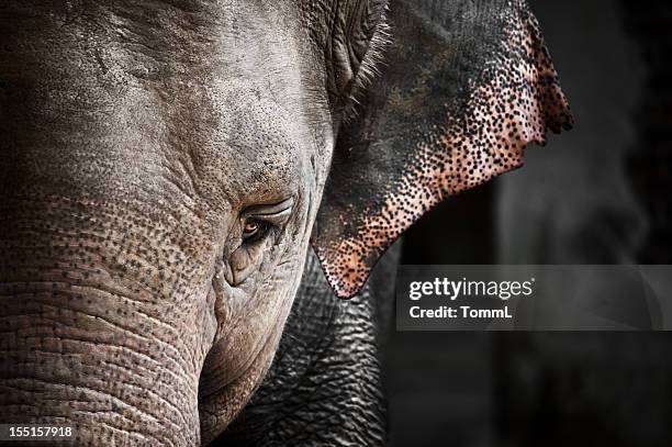 elephant (elephas maximus) - elephant eyes 個照片及圖片檔