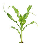 Young maize