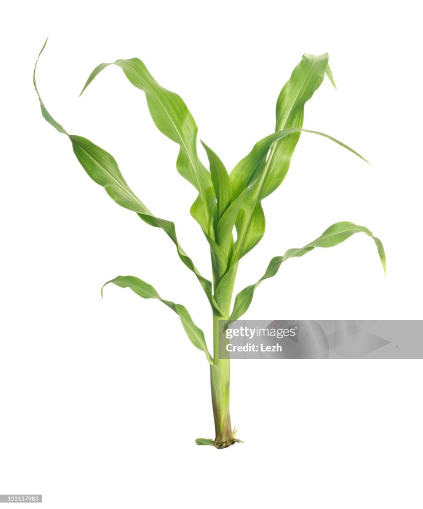 Young maize