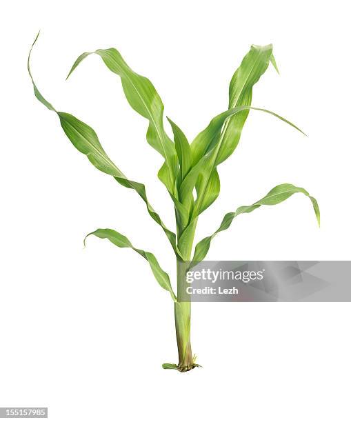 young maize - corn harvest 個照片及圖片檔